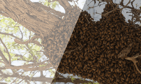 Wasp nest