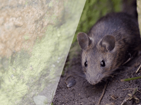 Mice