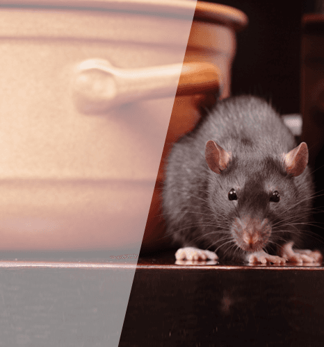 Rats