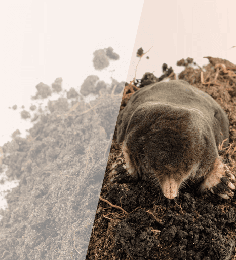 Moles