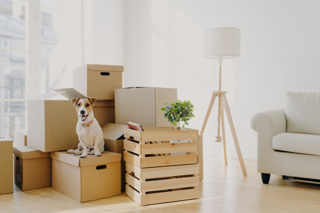 dog and moving boxes