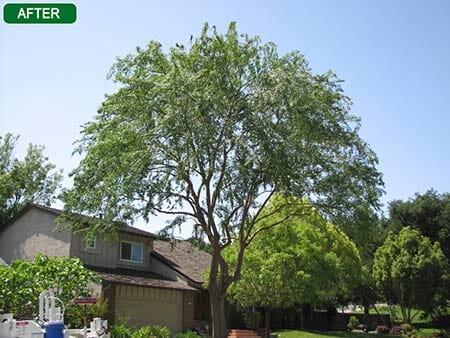 After the tree is trimmed — Simply Trees in Manteca, CA