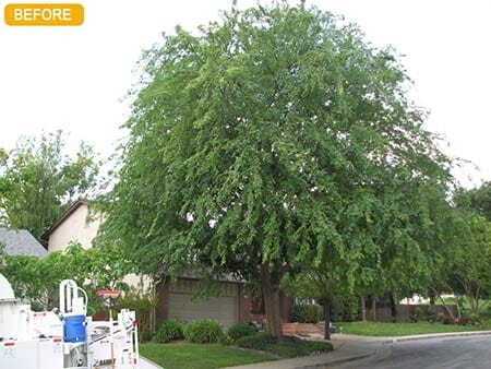 Before the tree is trimmed — Simply Trees in Manteca, CA