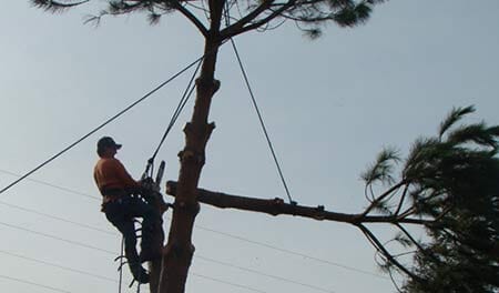 Branch of a tree being cut down — Simply Trees in Manteca, CA