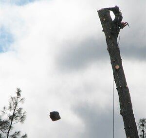 Cut tree branches — Simply Trees in Manteca, CA