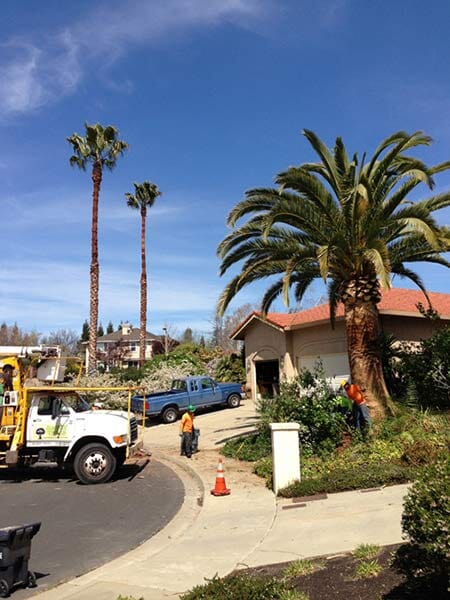 A big tree beside a garage — Simply Trees in Manteca, CA