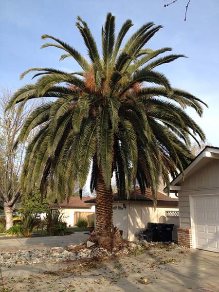 A big tree before trimming — Simply Trees in Manteca, CA A big tree before trimming — Simply Trees in Manteca, CA
