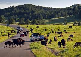A herd of bison are grazing on the side of a road.