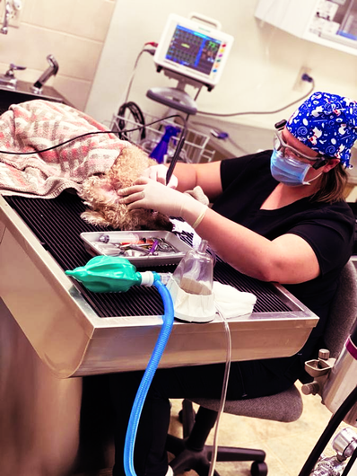 Dental — Animal Hospital in Yankton, SD Dental — Animal Hospital in Yankton, SD