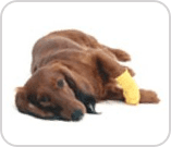 Dog with bandage on paw