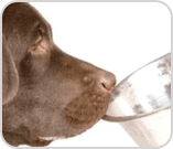 Dog eating from bowl