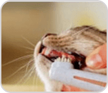 Person brushing cats teeth