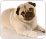Pug with bandage on paw