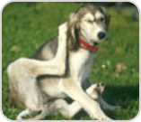 Dog scratching itself