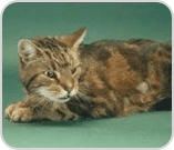 Cat laying down