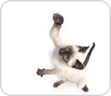 Kitten
