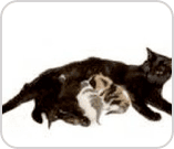 Cat feeding its kittens