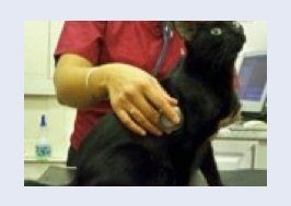 Vet examining cat
