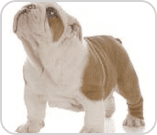 Bulldog puppy