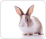 Little rabbit