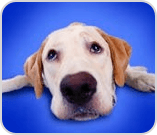 Dog looking sad
