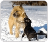 Two dogs playing in the snow