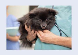 Small dog being held by vet