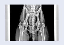 Animal X-Ray image