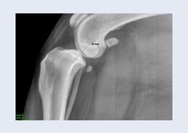 Animal X-Ray image