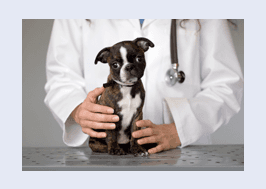 Cat being examined by vet