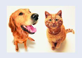 dog and cat