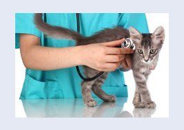 Cat being examined by vet