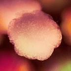 A close up of a piece of cotton candy on a colorful background.