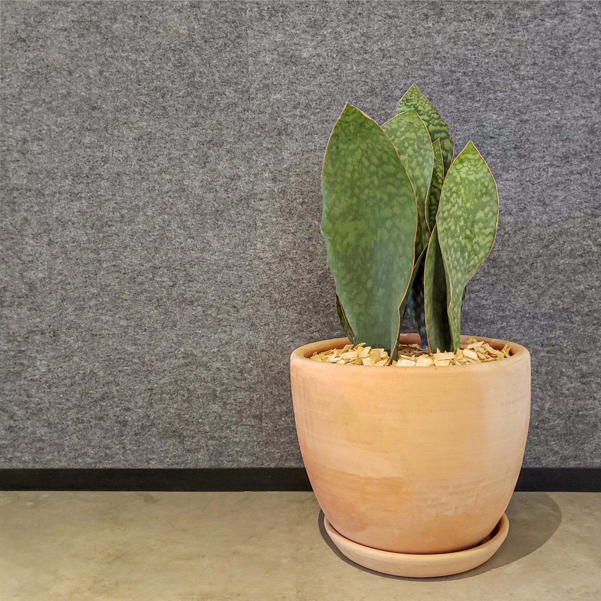 Una planta en maceta está colocada sobre una mesa frente a una pared gris.