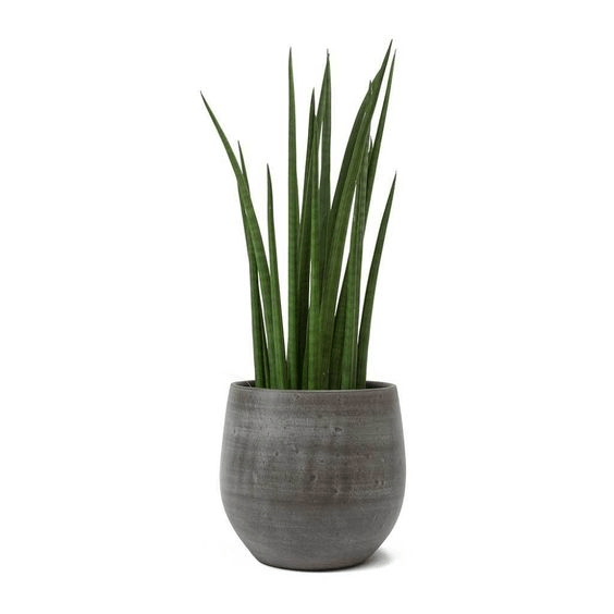 Una planta en maceta con largas hojas verdes sobre un fondo blanco.