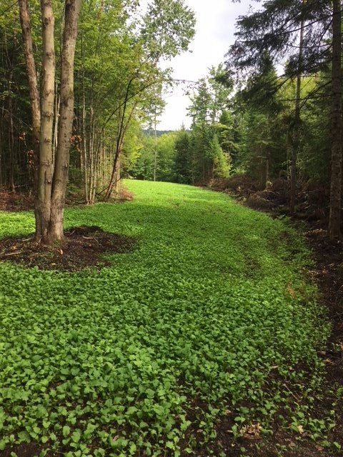 Finished Food Plot in Vermont