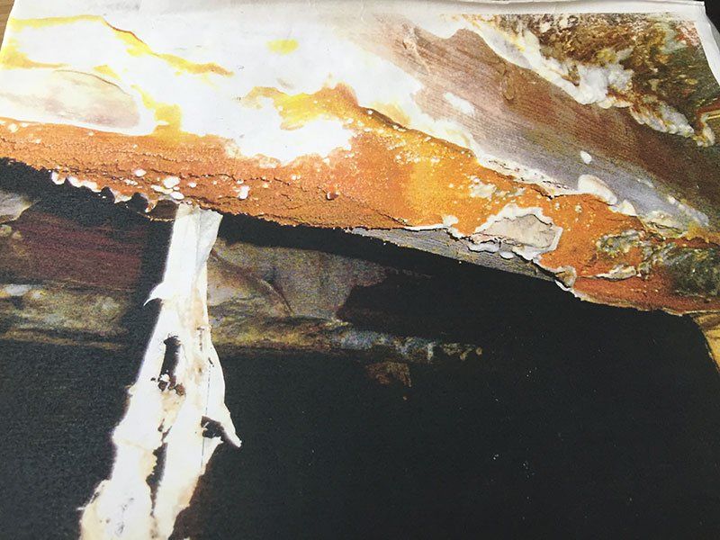 Dry rot