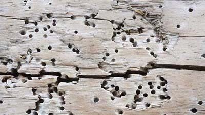 woodworm treatment