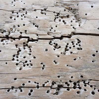 woodworm treatment