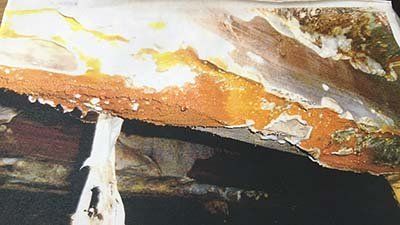 Dry rot
