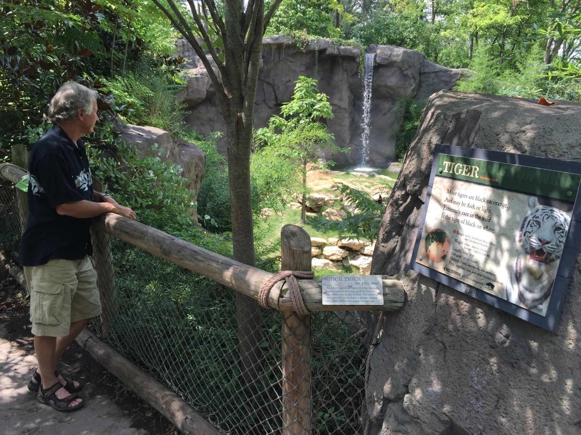 Cincinnati Zoo - John DeVore in front of White Tiger display