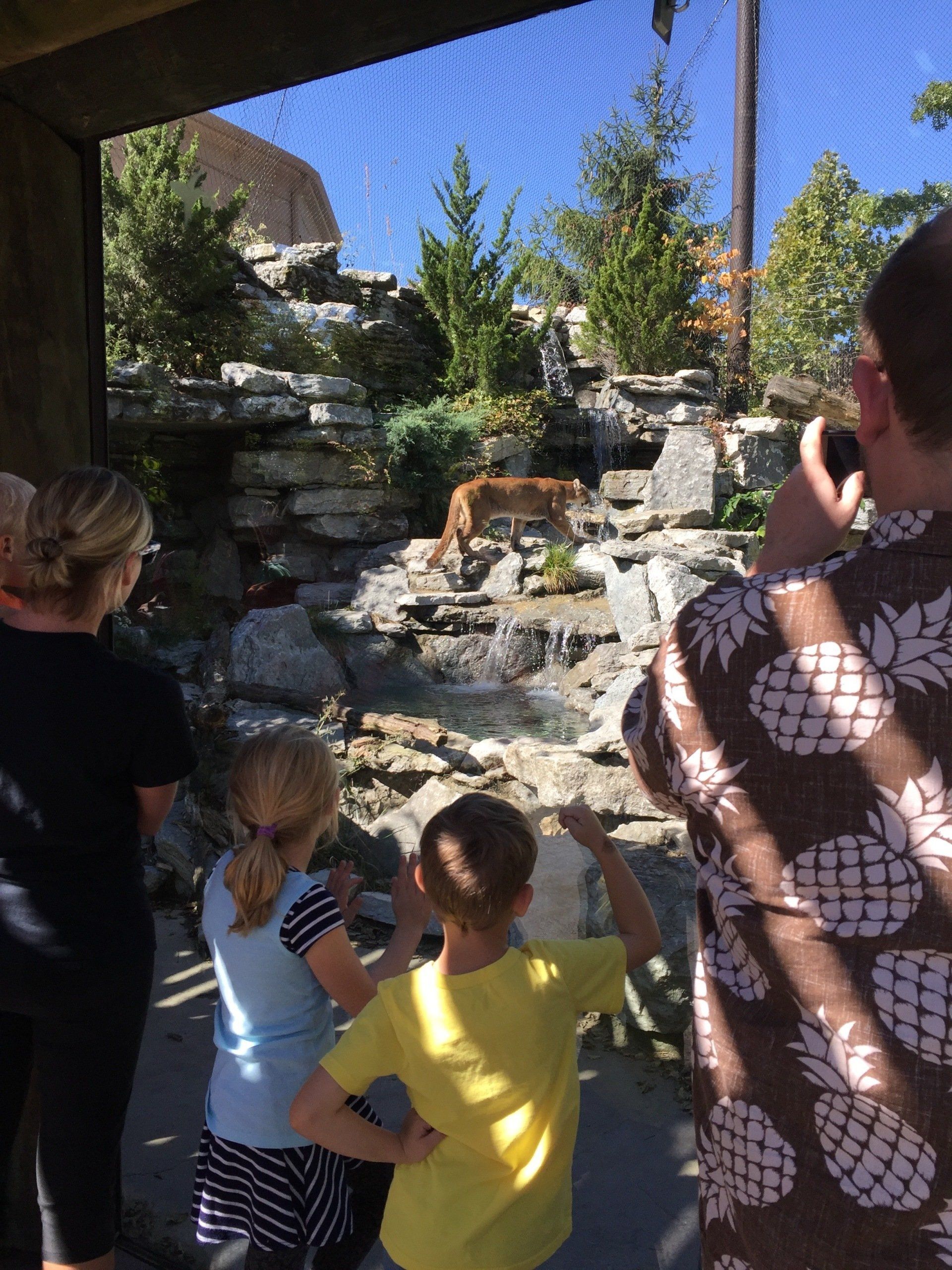 Cincinnati Zoo cougar habitat