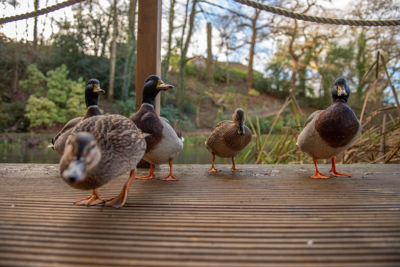 ducks waddle on a verandah of a riverside Lodge