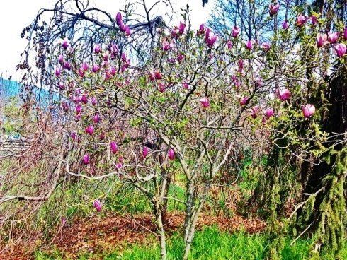 Albero da giardino