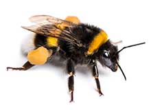 Spider - Pest Control in Brockton, MA