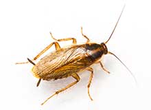 Flea - Pest Control in Brockton, MA