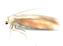 Centipede - Pest Control in Brockton, MA
