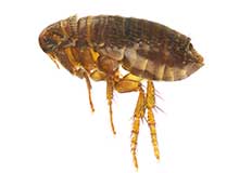 Hornet - Pest Control in Brockton, MA