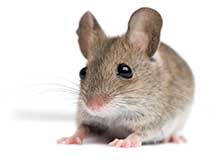 Termite - Pest Control in Brockton, MA