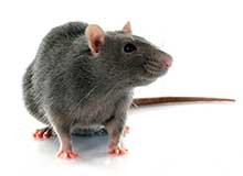 Bedbug - Pest Control in Brockton, MA